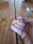 Стар ключодържател #33, снимка 2