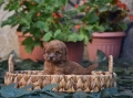 Той пудел Toy poodle, снимка 11
