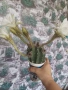 Цъфтящ кактус, снимка 4