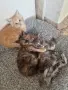 котенца Мейн Куун, снимка 8
