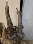 Ловен трофей на сръндак, снимка 4