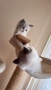 Регдол чистокръвни котета / Ragdoll, снимка 8