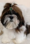 кученце Ши Тцу, снимка 1