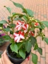 🩷🌿💜 Impatiens walleriana 'Raffael Star Mix' (Циганче / Импатиенс), снимка 2