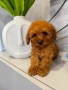 Teacup Той пудел , снимка 6