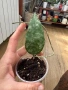 Hoya Хоя Caudata Green Borneo , снимка 2