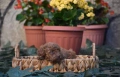 Той пудел Toy poodle, снимка 17