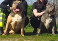 Американско Були Хл American bully Xl ABKC , снимка 1