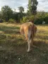 Месодайна юница на първото теле, снимка 4