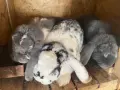 Спешно се продават Кочовати зайци, снимка 3