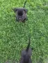 Кане Корсо на 2 месеца, снимка 2