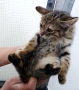 Подарявам малко котенце, снимка 5