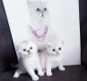 ТОП ГЕРГЬОВДЕНСКА ЦЕНА.ЕЛИТНИ КОТЕНЦА, снимка 3