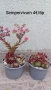 Семпервивум ( Дебелец ) Sempervivum , снимка 1