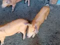 Прасета шест броя, снимка 2