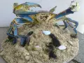 Препариран син морски краб, снимка 5