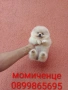 Мини Померани. Реални снимки !!!, снимка 4