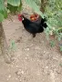 петле декоративно, снимка 1