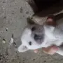 Мини пинчери мъжки бели, снимка 1