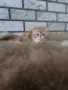 Екзотично късокосместо коте 😻, снимка 1