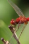 Sigma AF-S 70-300mm f/4-5.6 DG Macro обектив Никон, снимка 10