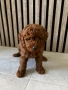 Мини Пудели / Mini Poodles, снимка 3