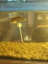 декоративни рибки , снимка 4