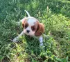 Кавалер Кинг Чарлз шпаньол , снимка 6