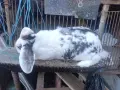 Гъски патици зайци , снимка 2