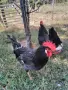 Петли Петел Черен Легхорн Leghorn, снимка 7