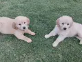 Golden retriever /puppies , снимка 7