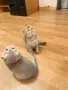 🐾 Чистокръвни котенца Scottish Fold – Golden & Silver 🐾, снимка 10