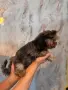 Йорки промоция мъжки, снимка 17
