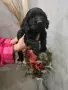 чистокръвни кокер шпаньол, снимка 2