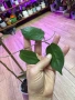 Hoya Хоя Inflata , снимка 2