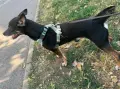 Подарявам Блеки 🥰, снимка 4