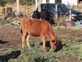 Продавам крави и телета , снимка 4