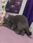 Британски котенца, снимка 12