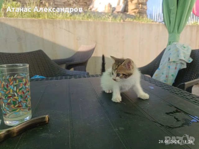 Подарявам котенца 