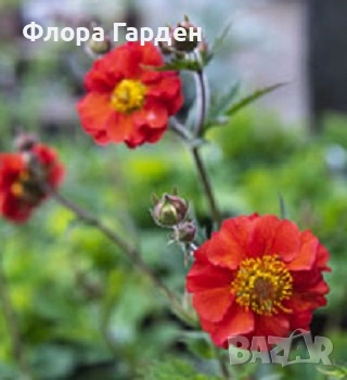МНОГОГОДИШНИ ЦВЕТЯ, снимка 15 - Градински цветя и растения - 54414684