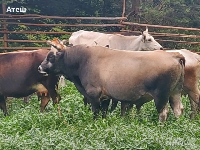бикове и крави за продан, снимка 2 - Крави - 53992281