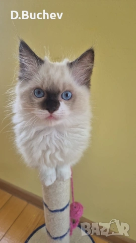 Ragdoll Paradise / Регдол котенца , снимка 8 - Други - 54972344