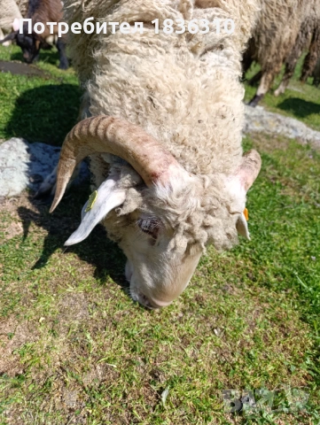Коч на 1 година, снимка 4 - Овце - 54342507