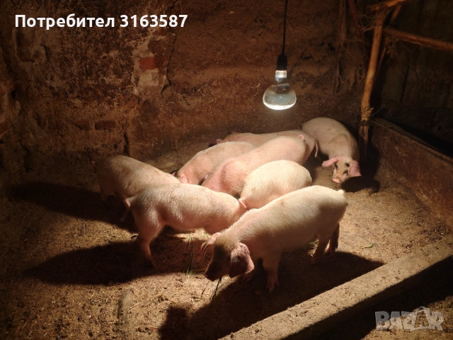 Малки прасенца , снимка 5 - Прасета - 54566643