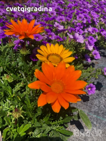 Летен гербер (Gerbera), снимка 2 - Градински цветя и растения - 54760683