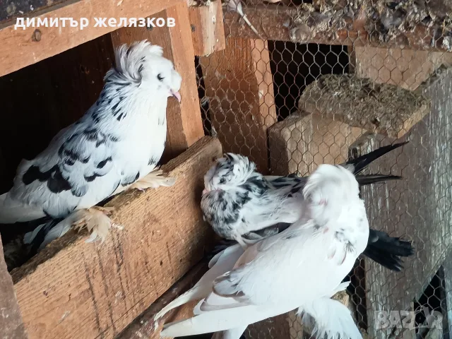 Гълъби демкежи топ качество , снимка 9 - Гълъби - 49071204