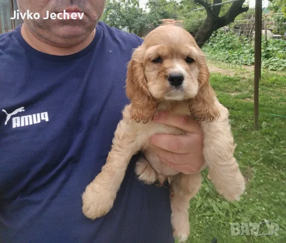 Кокер Шпаньол - , снимка 4 - Кокер шпаньол - 55324960