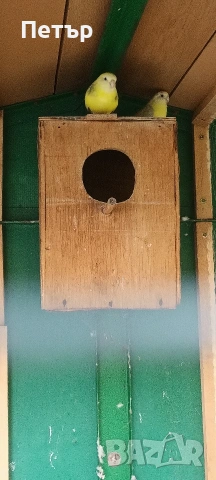 Пойни папагали 2 чифта. , снимка 10 - Папагали - 54956229