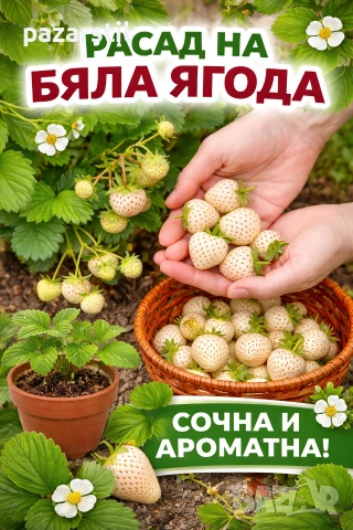 Бяла АНАНАСОВА ЯГОДА - разсад