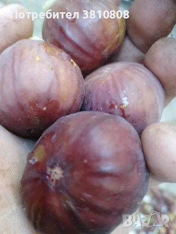 Натурални смокини, снимка 2 - Домашни продукти - 55432712